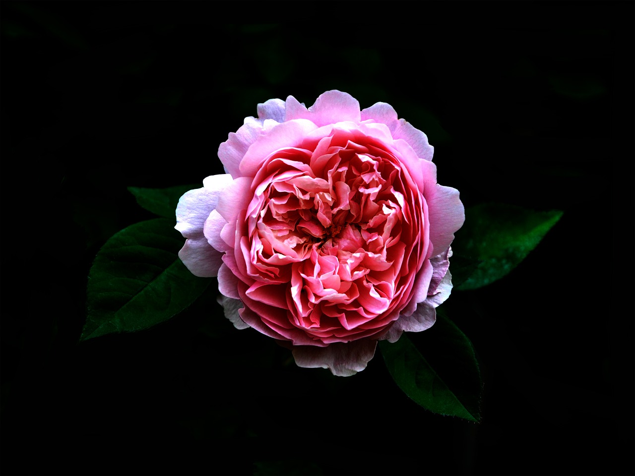 rose  on a dark background  botany free photo