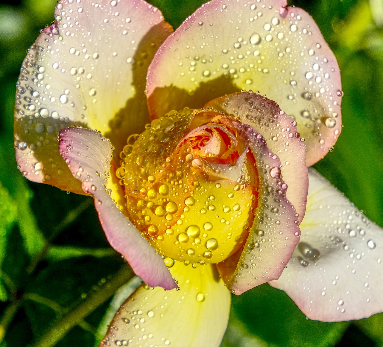 rose  drop of water  wet free photo