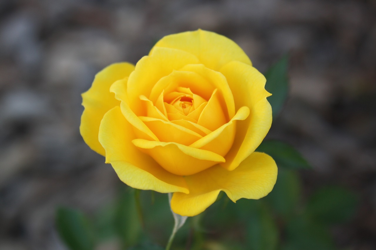 rose  yellow  flower free photo