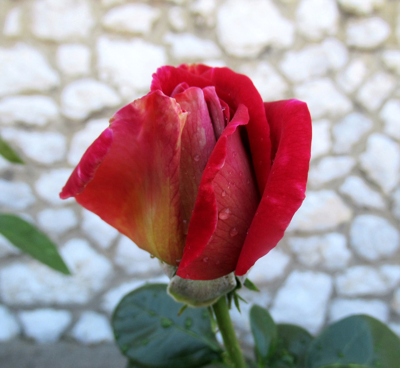 rose  flower  blooms at free photo