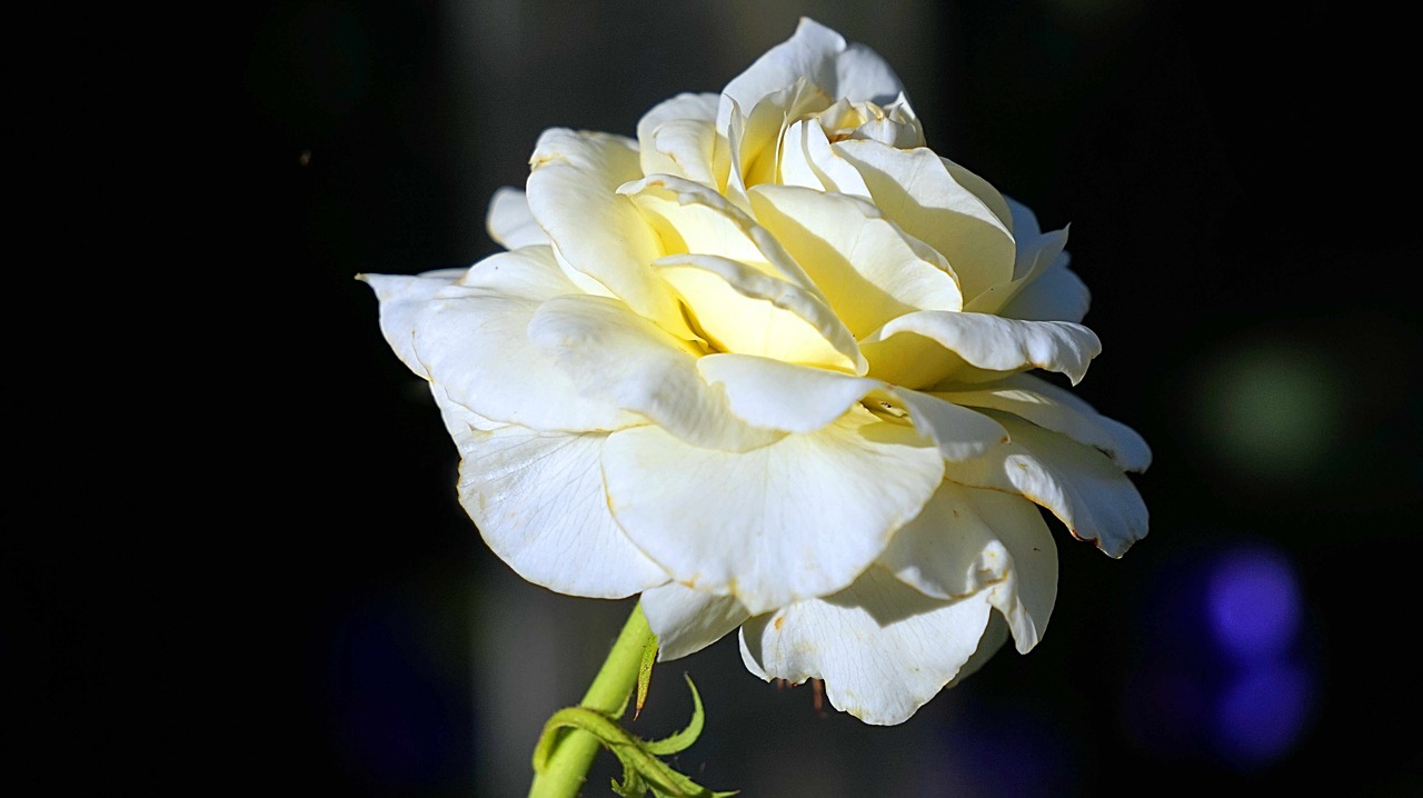 rose  white  flowers free photo