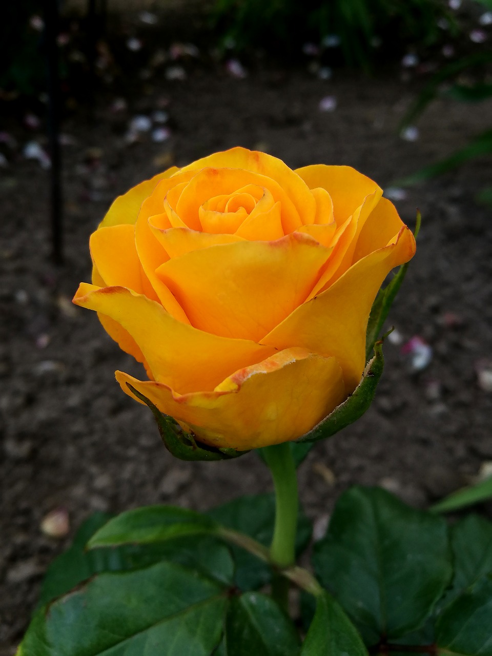 rose  garden  yellow rose free photo