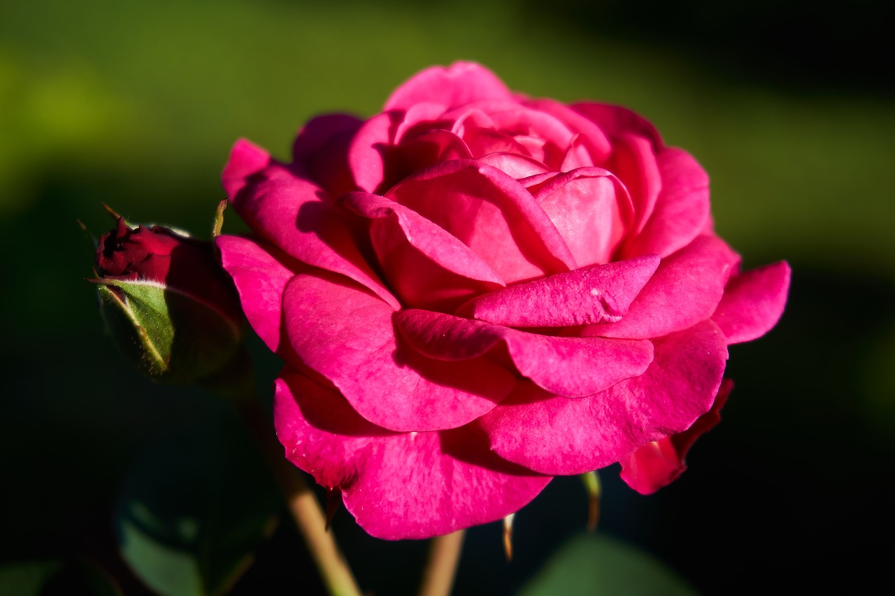 Роза флорибунда Heidi Klum Rose