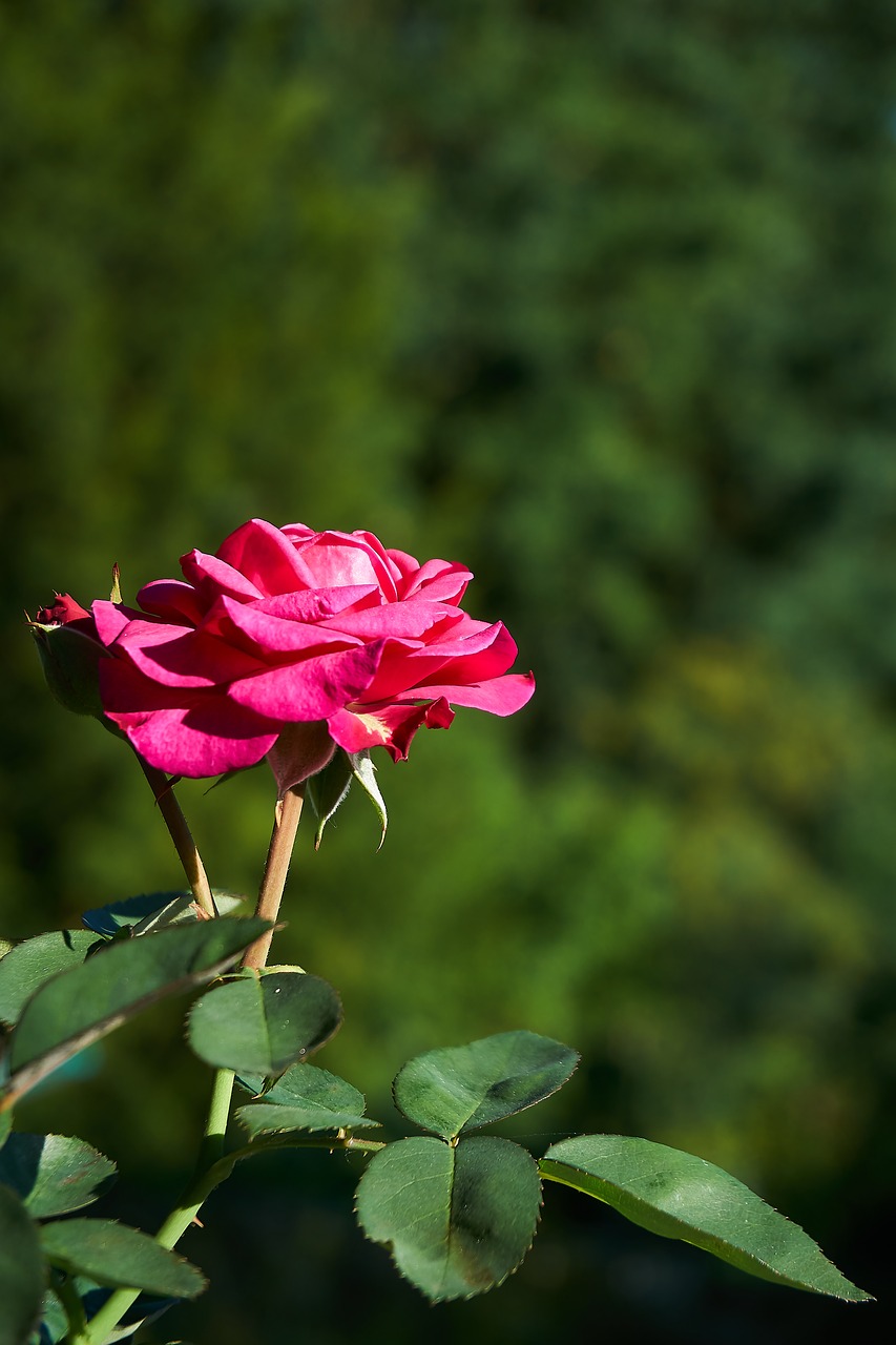 rose  heidi klum  floribunda free photo