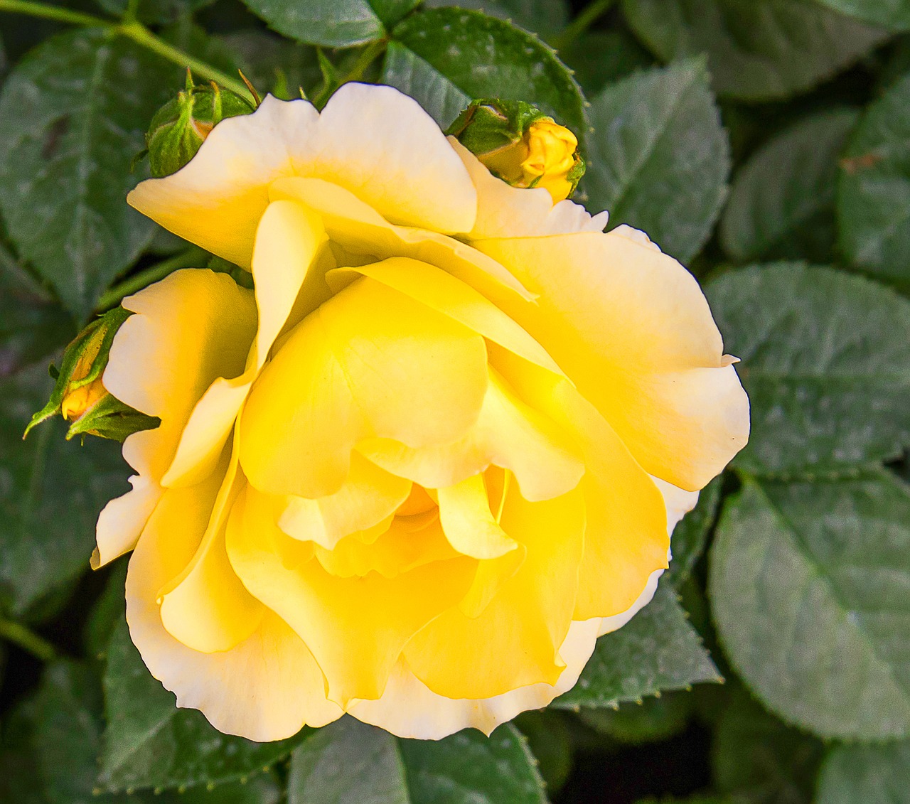 rose  plant  blossom free photo