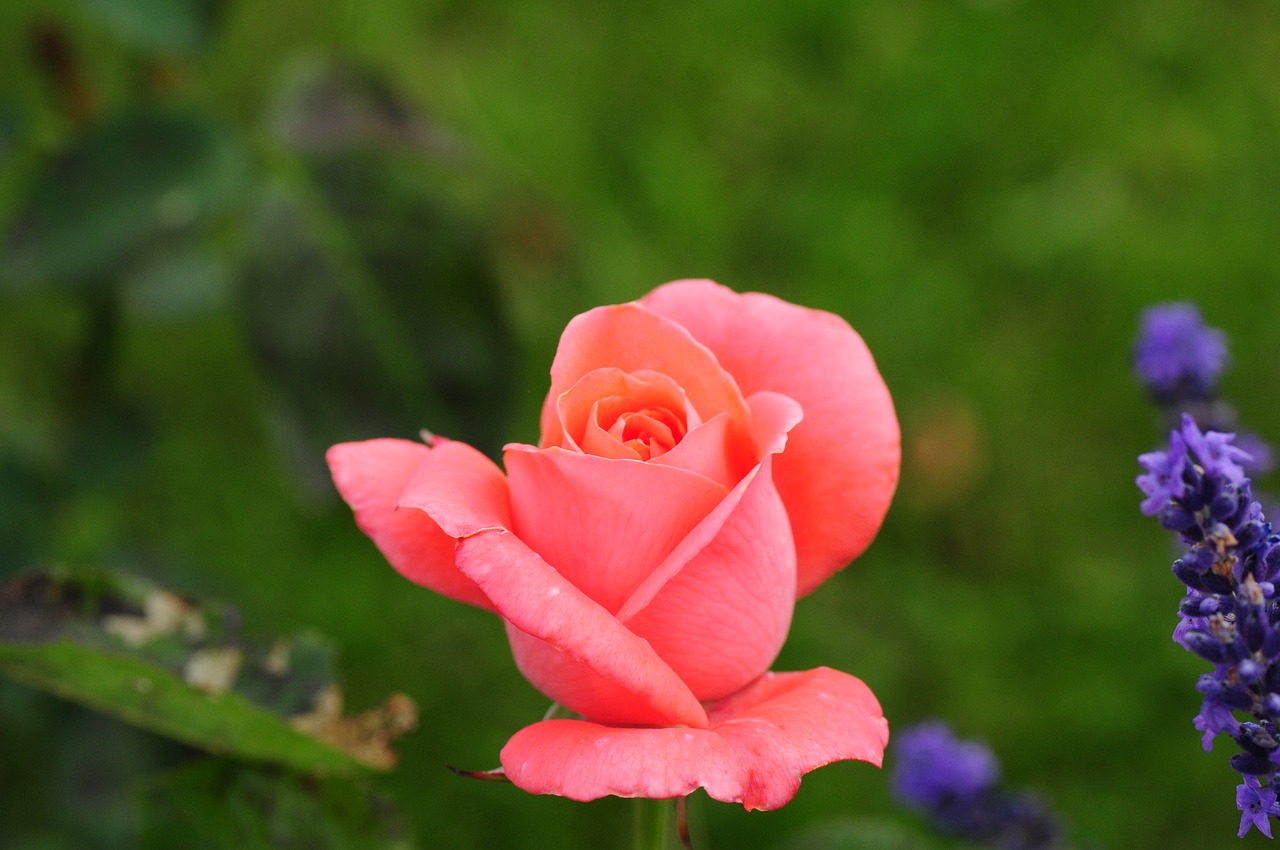 rose  pink  flower free photo