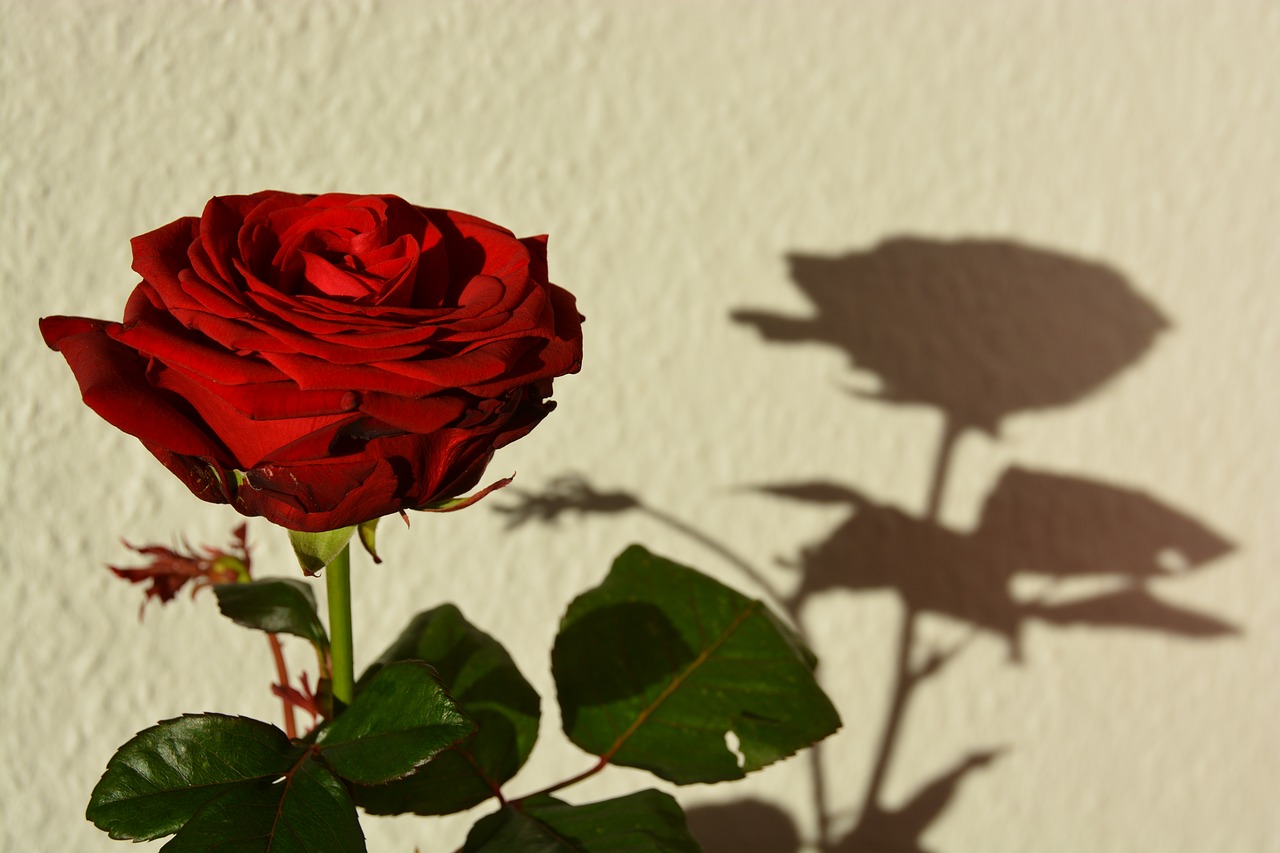 rose  red  shadow free photo