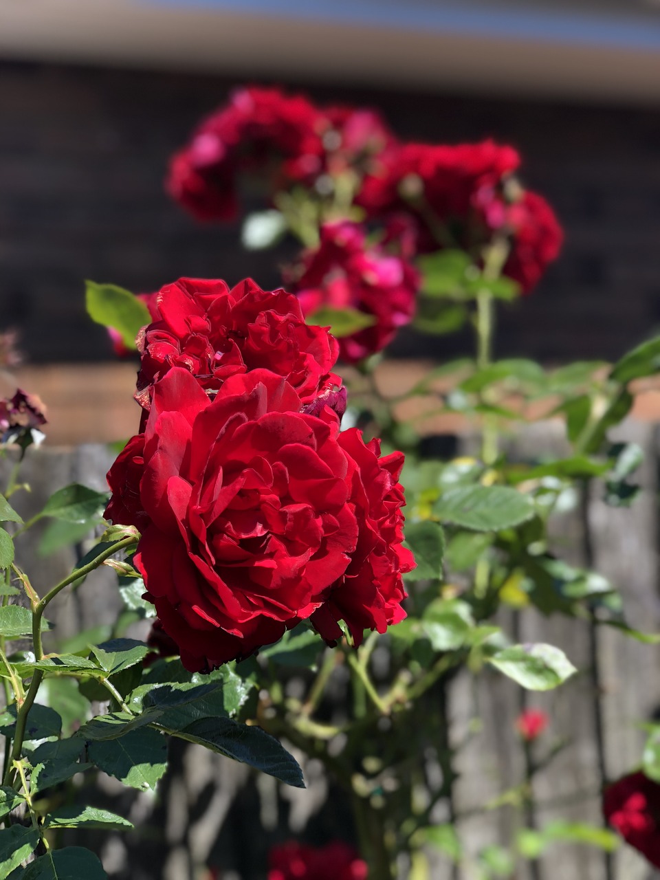 rose  flower  flora free photo