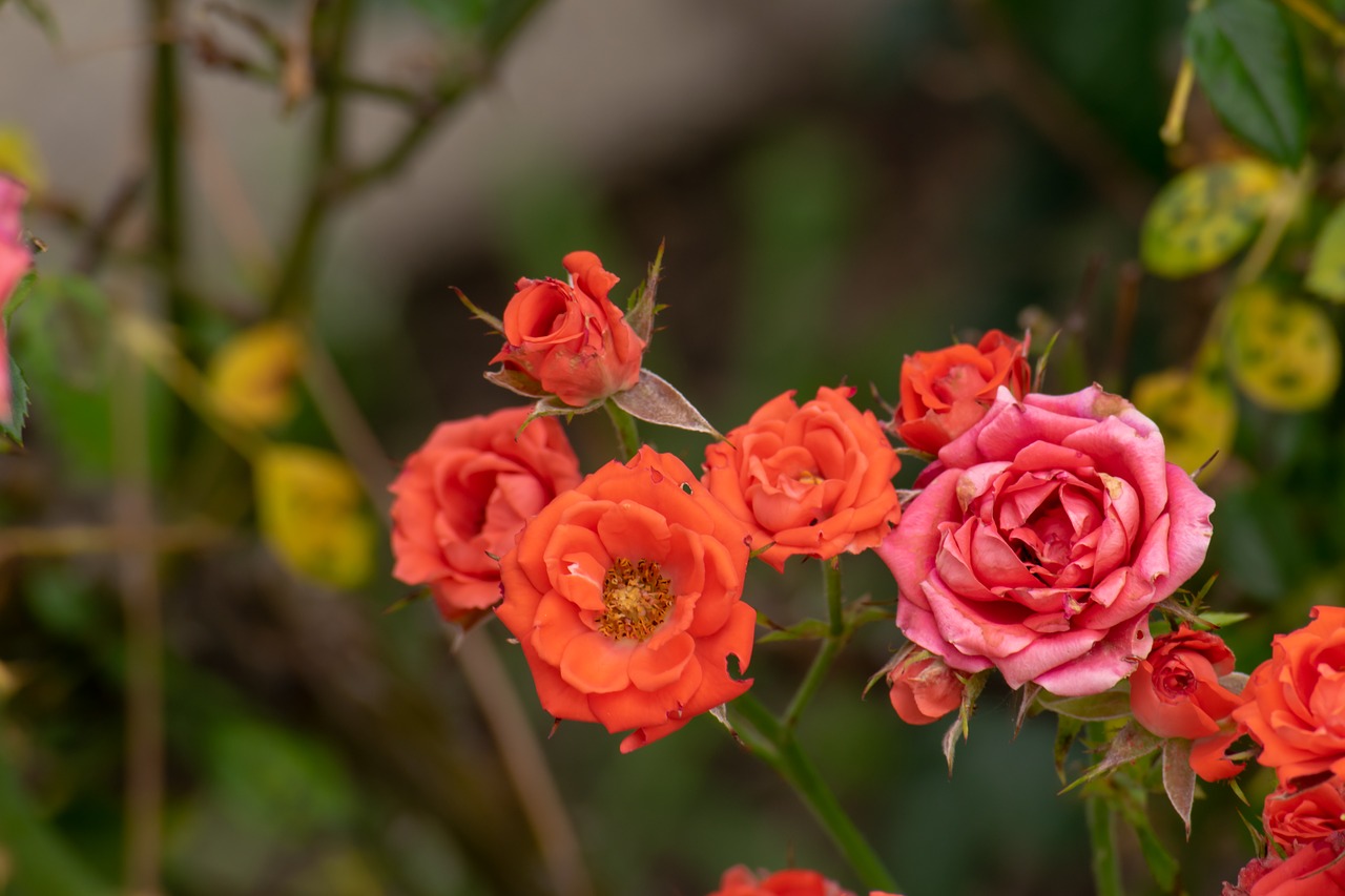 rose  red  nature free photo