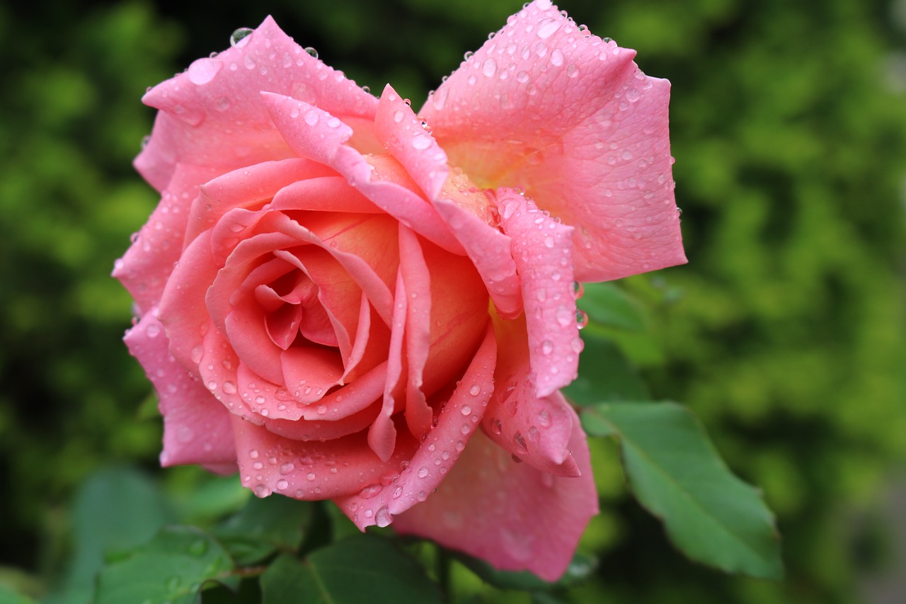 rose  pink  beauty free photo