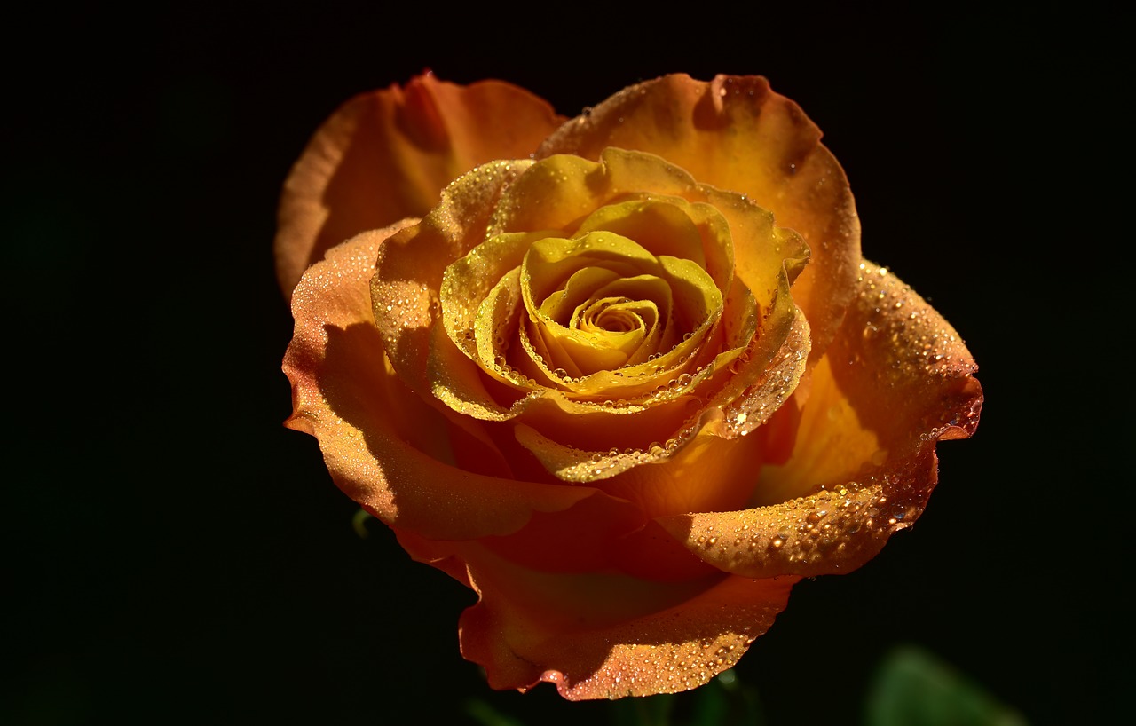 rose  orange  floribunda free photo