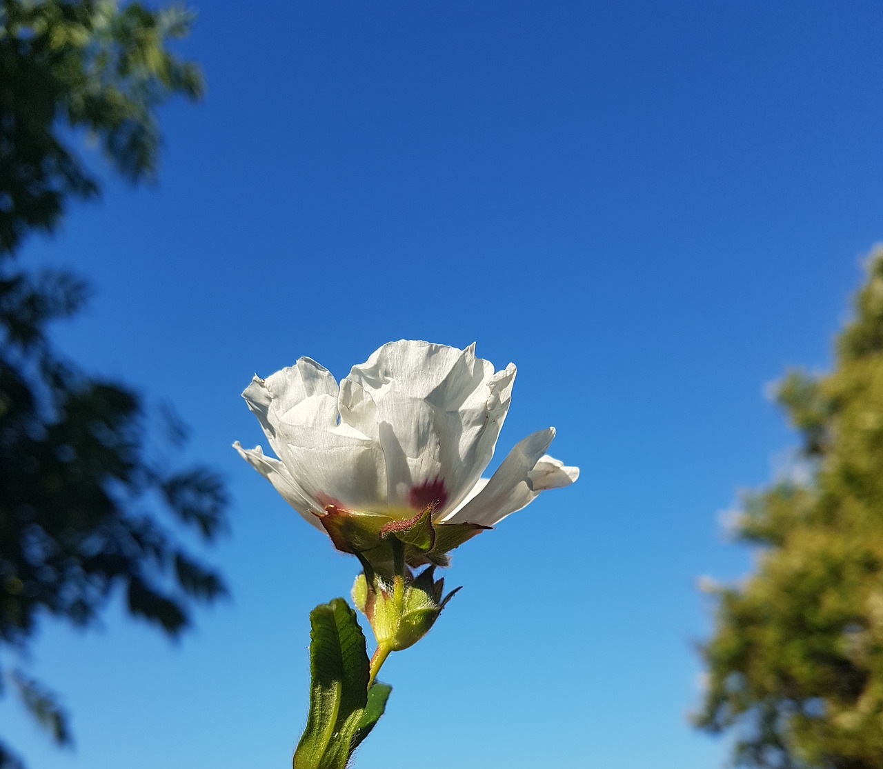 rose  flower  sky free photo