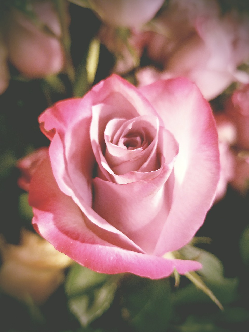 rose  flower  vintage free photo