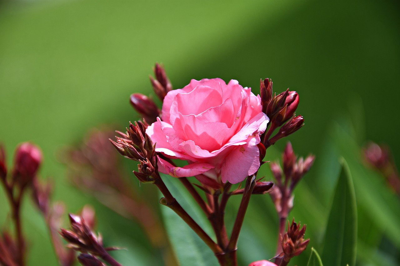 rose  pink  flower free photo