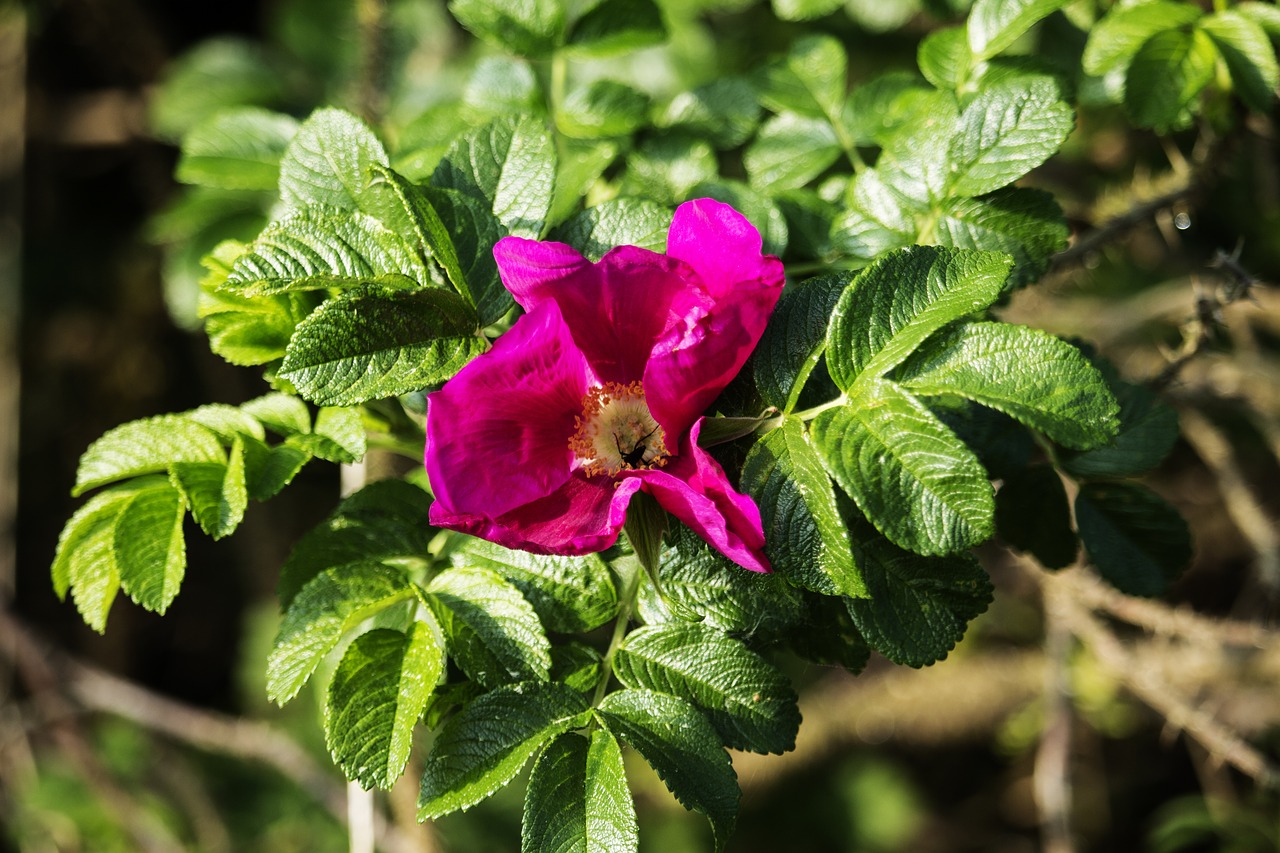 rose  wild  flower free photo