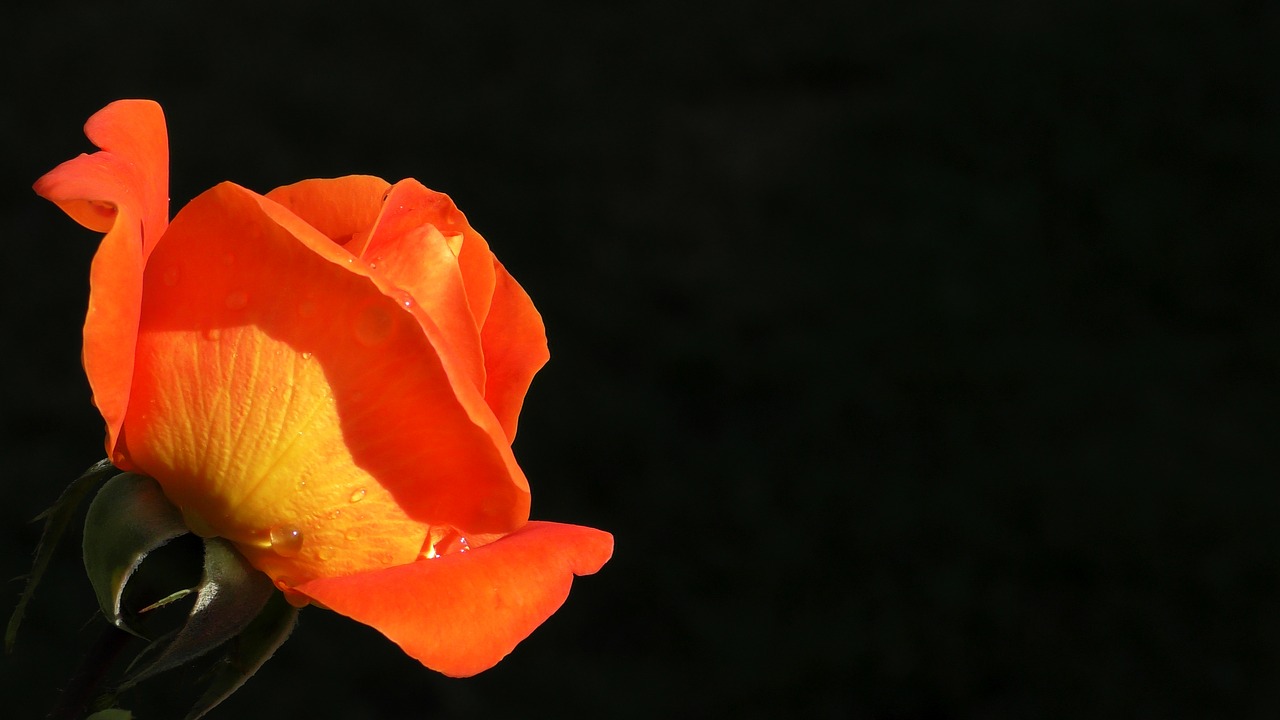 rose  orange  blossom free photo