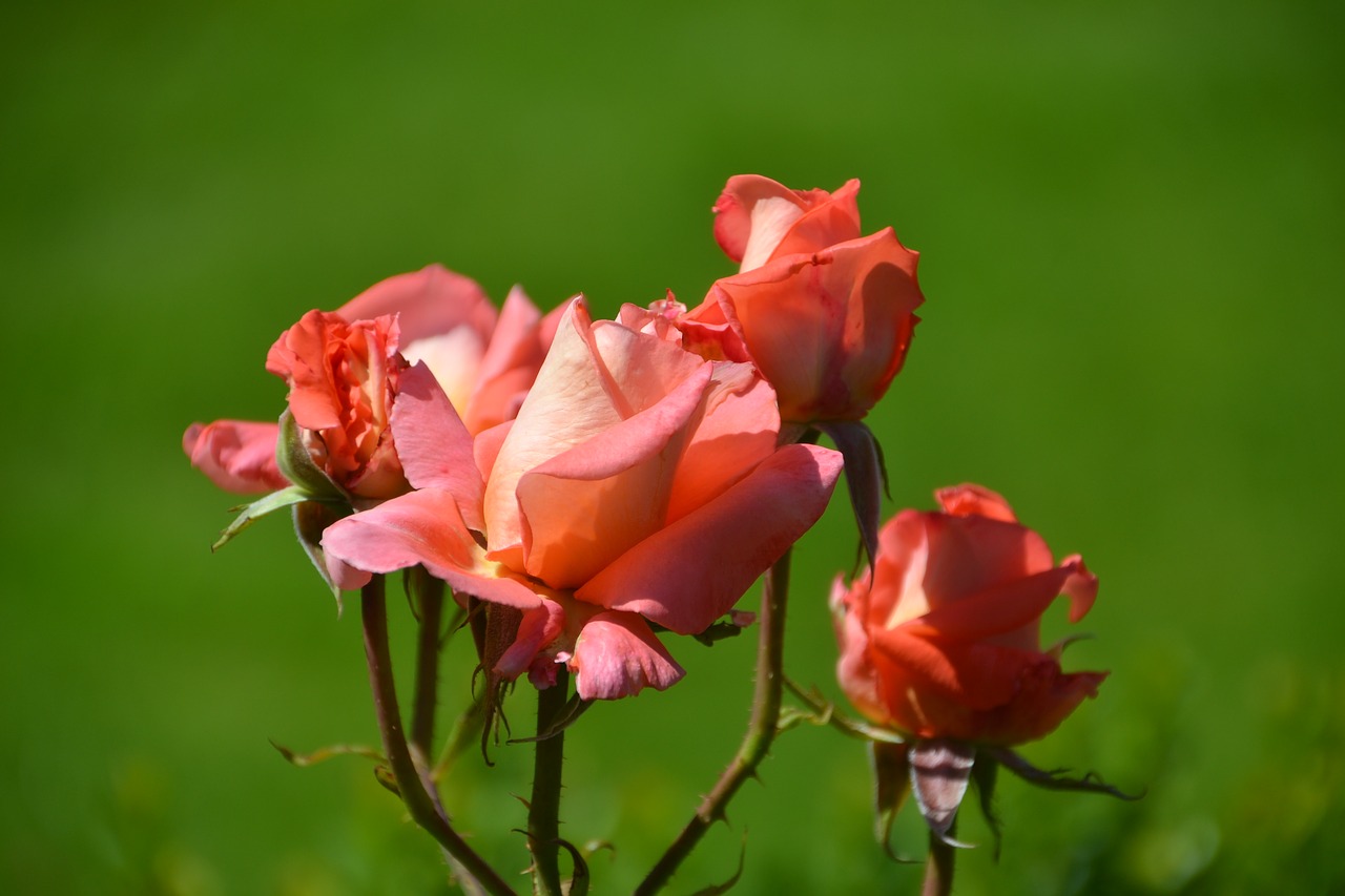 rose  flower  petals free photo