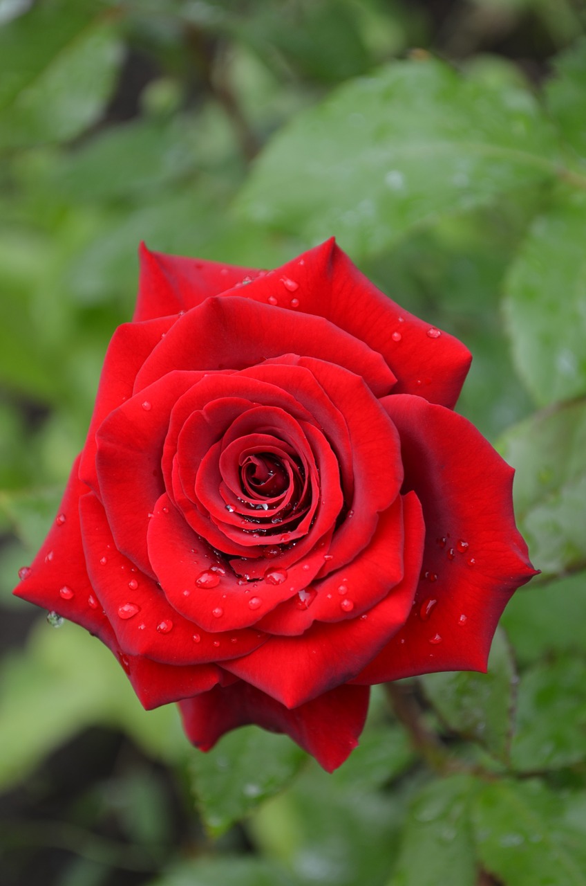 rose  red rose  red free photo