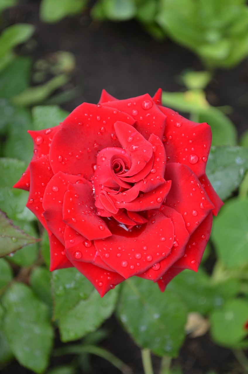 rose  red rose  red free photo