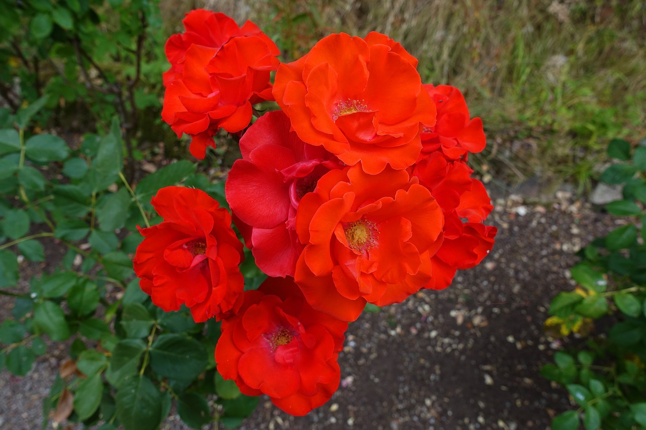 rose  bright  red free photo