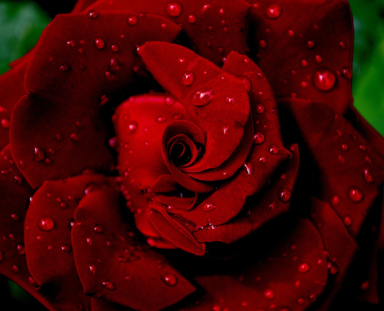 rose  red rose  red free photo