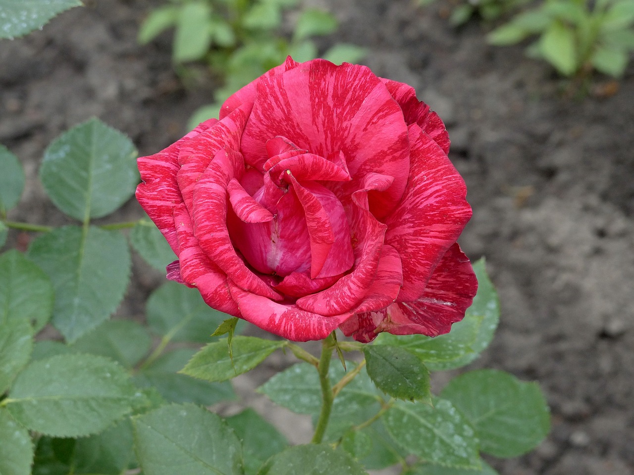 rose  striped rose  red rose free photo