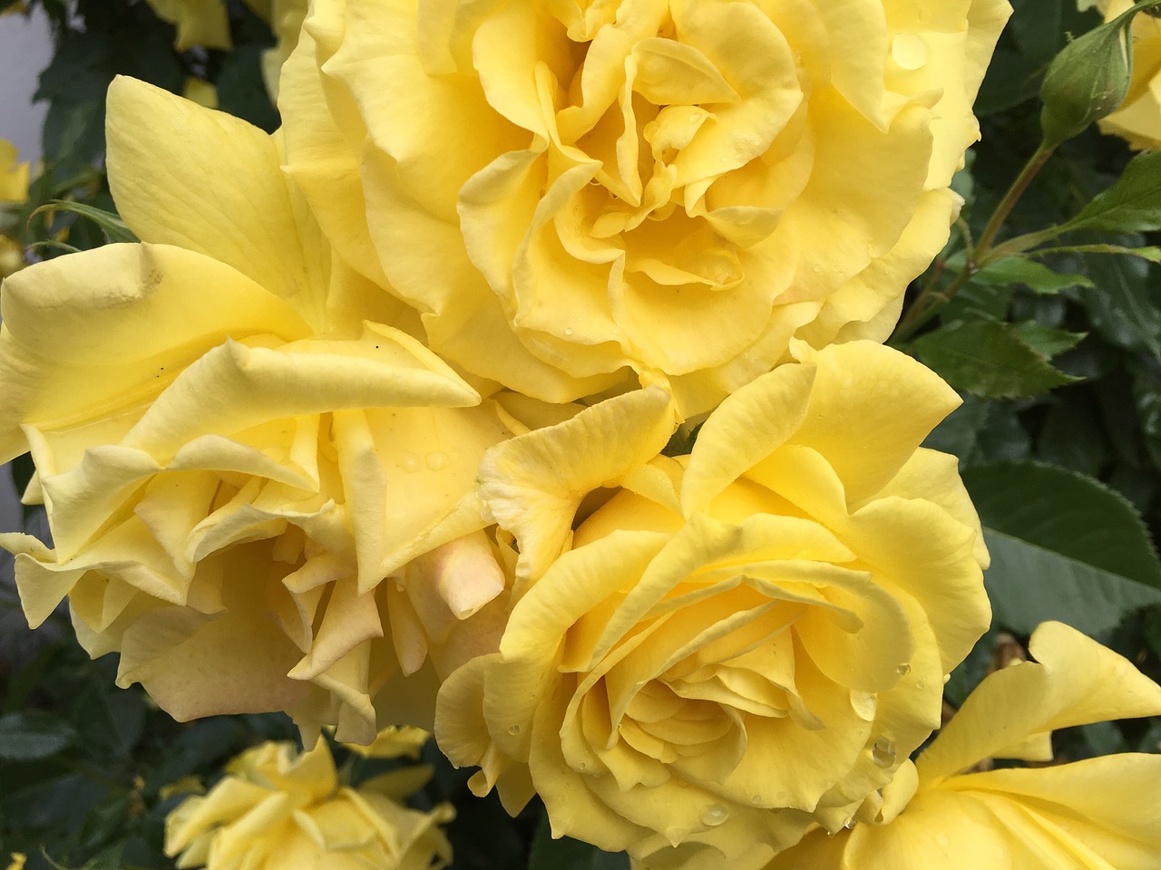 rose  yellow  fragrance free photo