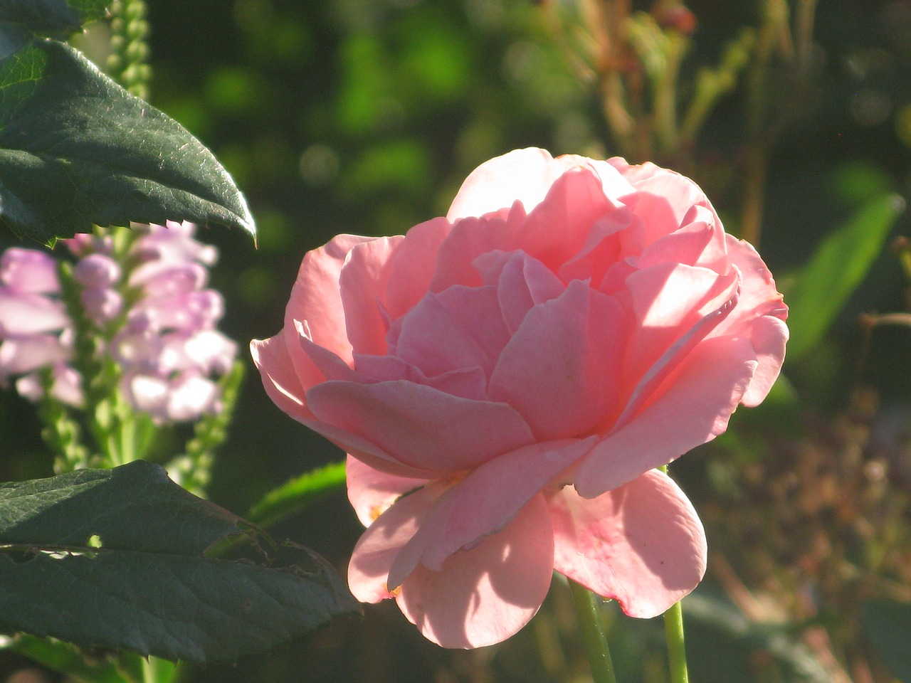 rose  rose bloom  pink free photo