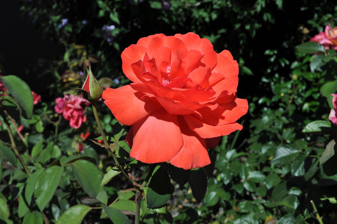 rose  red rose  garden free photo