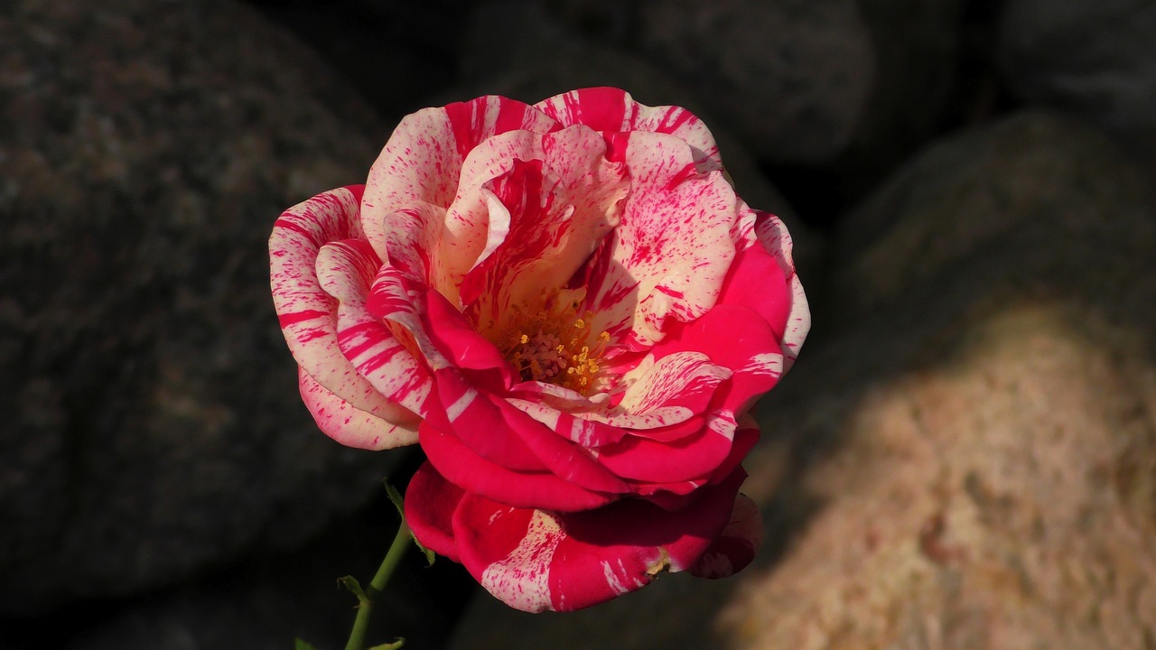 rose  red white  blossom free photo