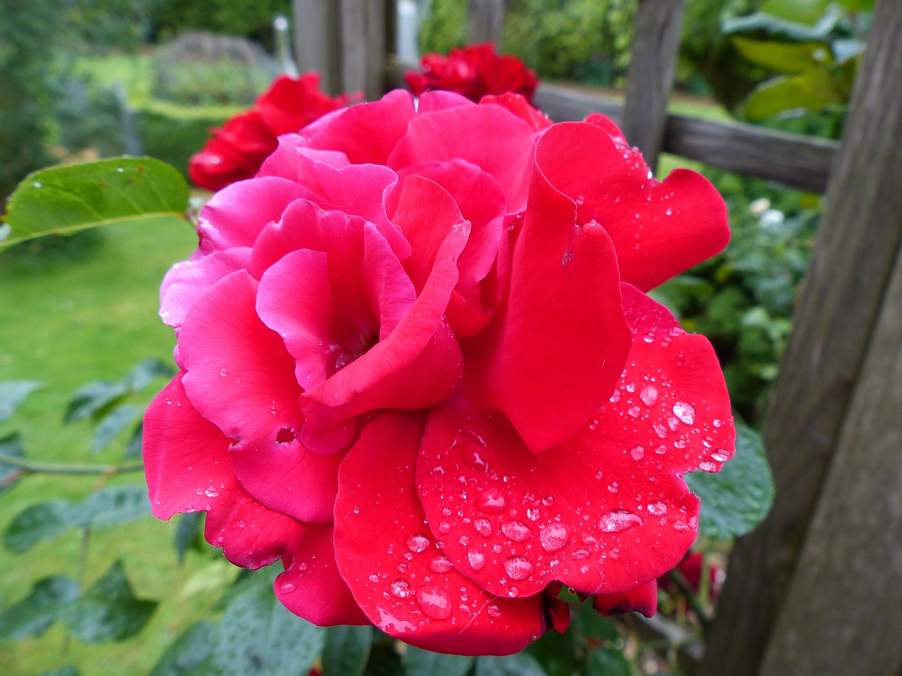 rose red moist free photo