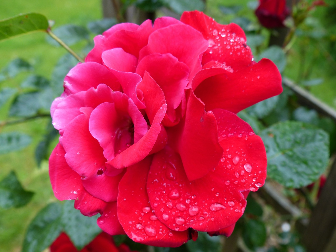 rose red moist free photo