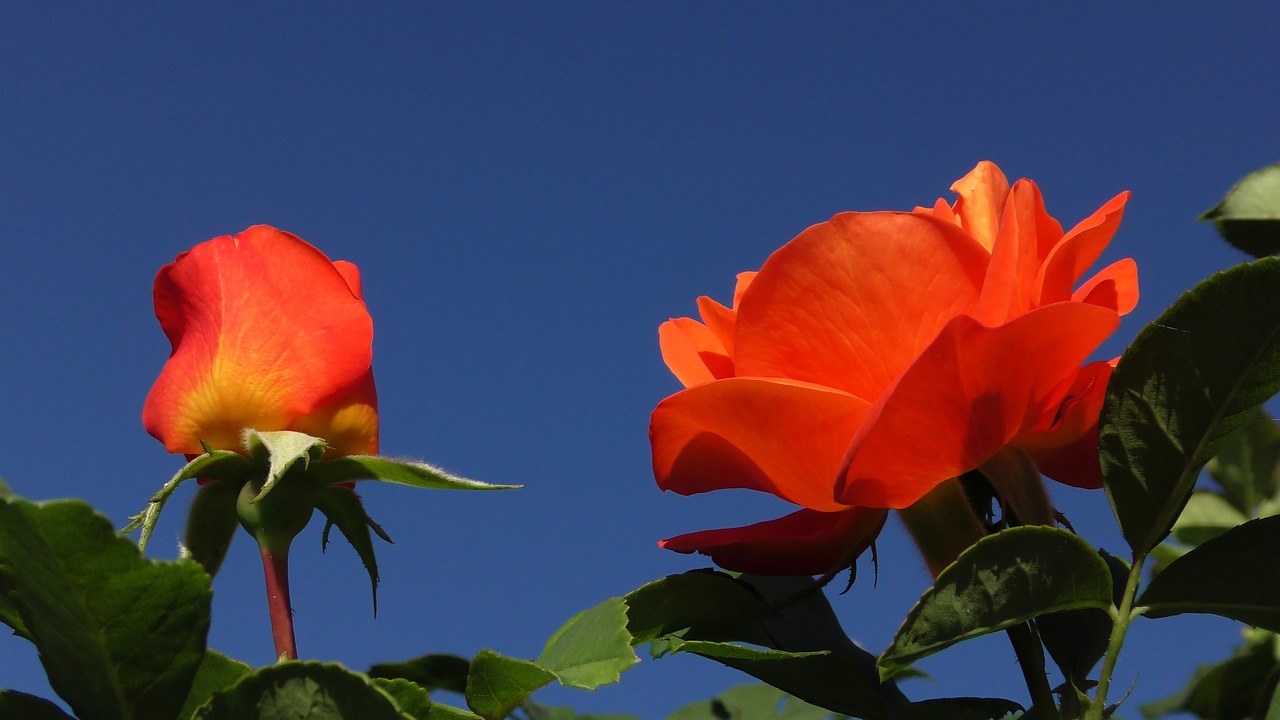 rose  orange  blossom free photo