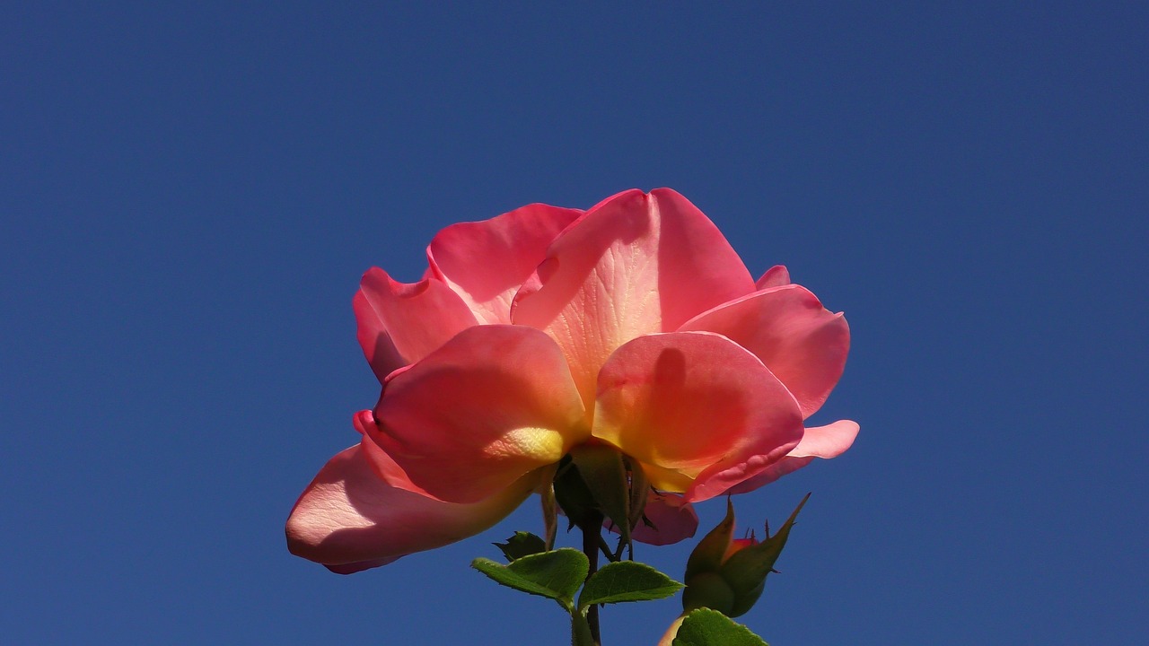 rose  orange  blossom free photo