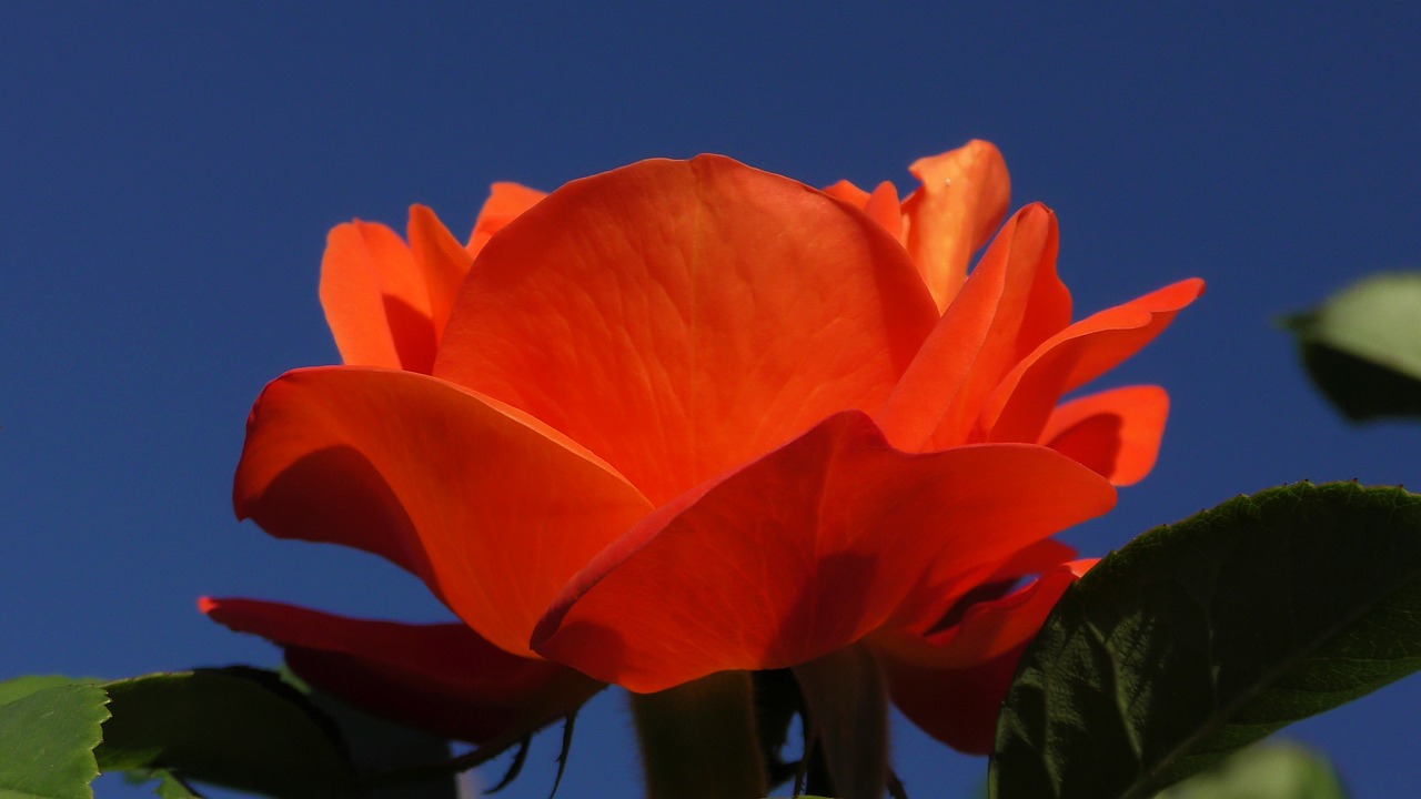 rose  orange  blossom free photo