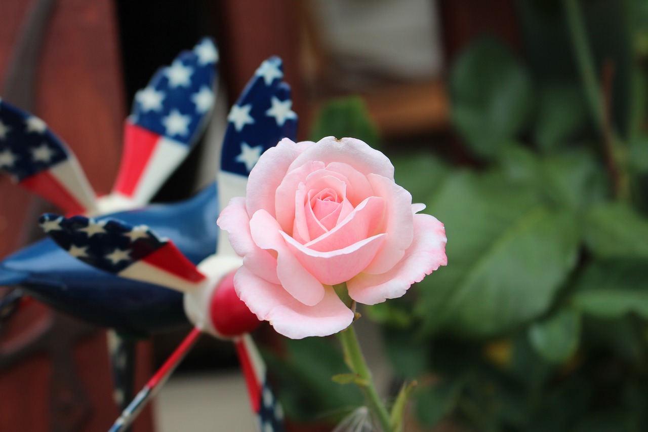 rose  flower  pink rose free photo