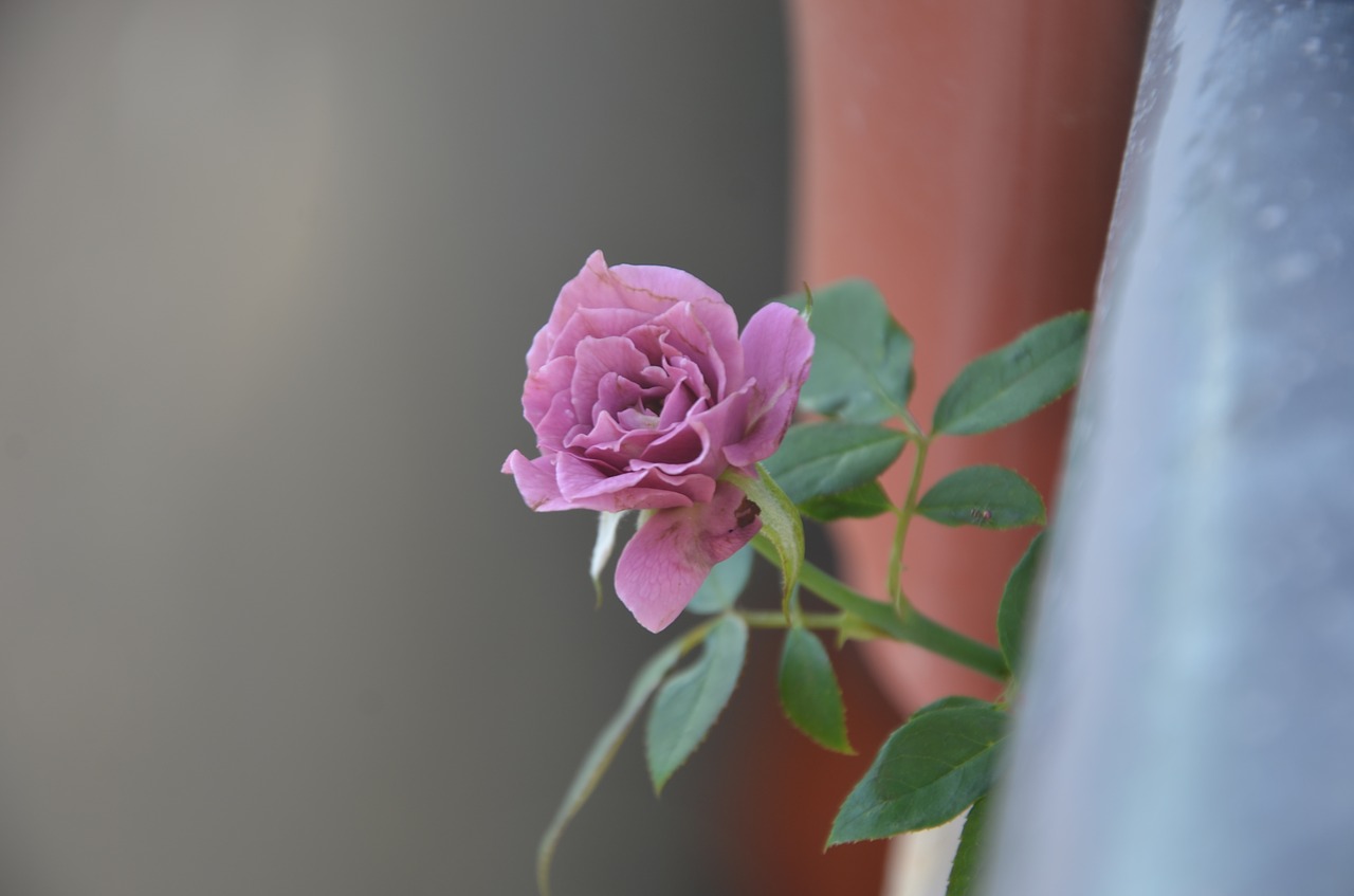 rose  flower  blooming free photo