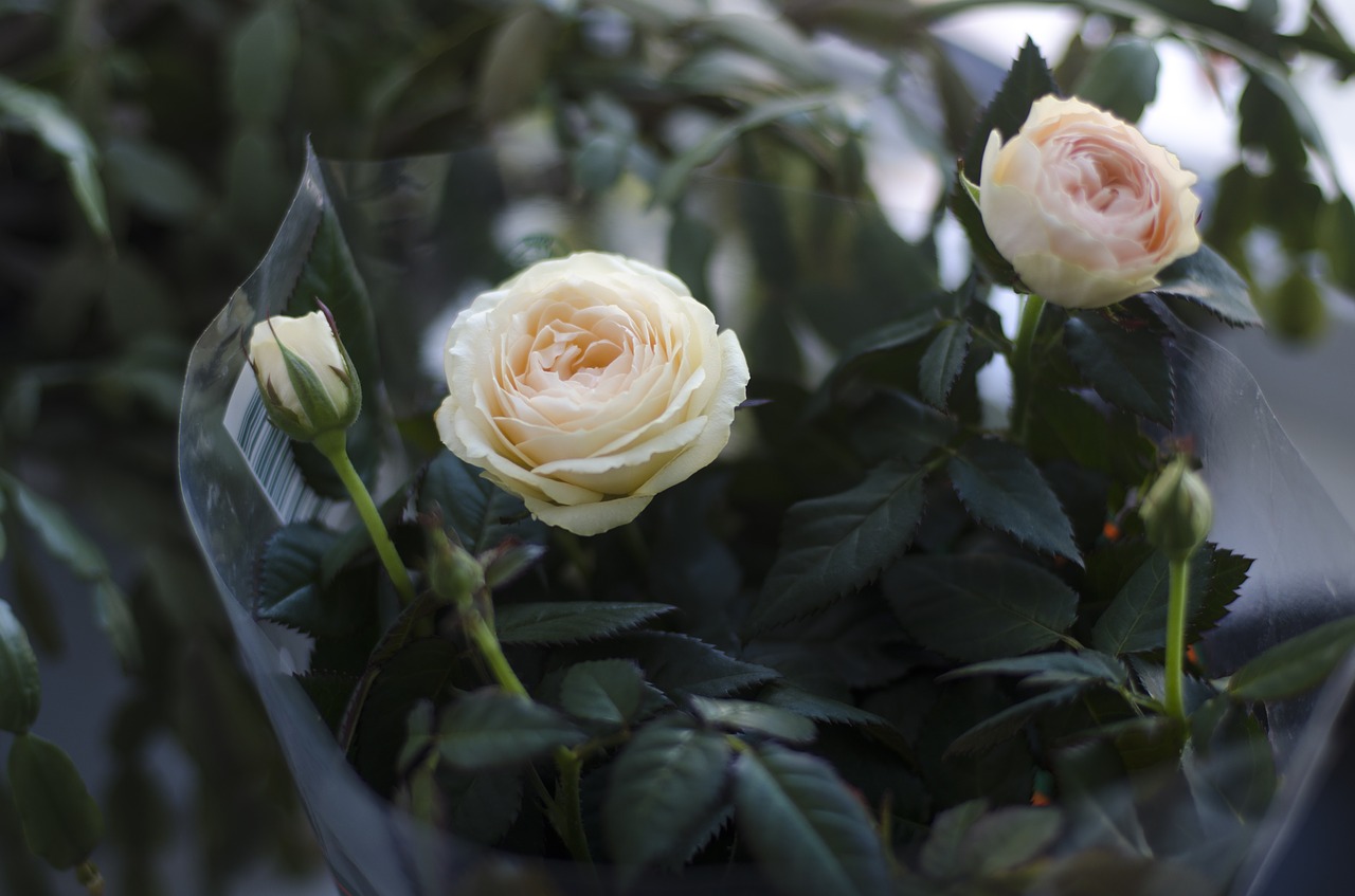 rose  flowers  bouquet free photo