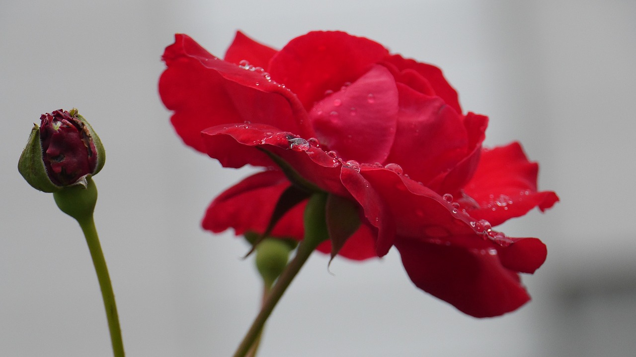 rose  red color  flowering free photo