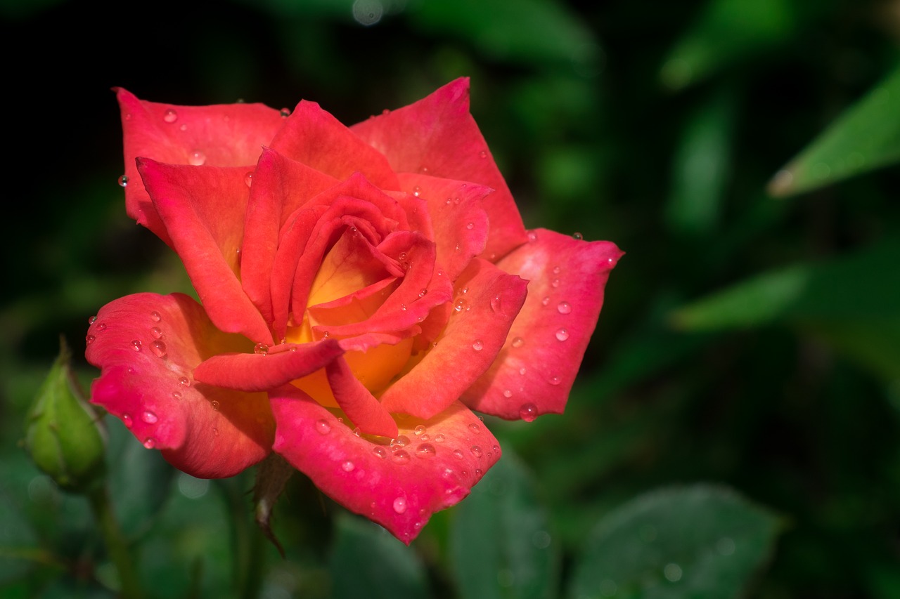 rose  flower  garden free photo