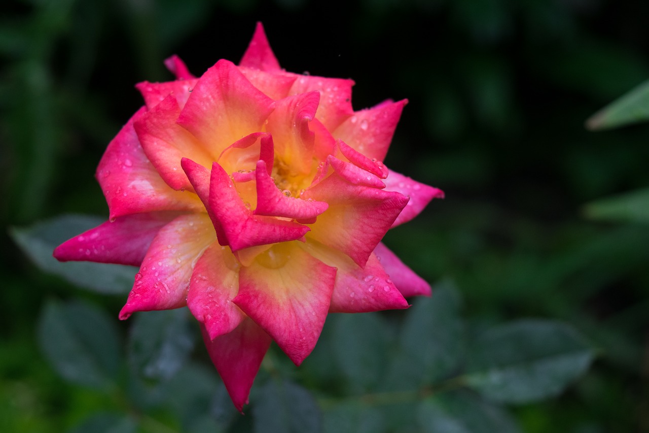 rose  flower  garden free photo