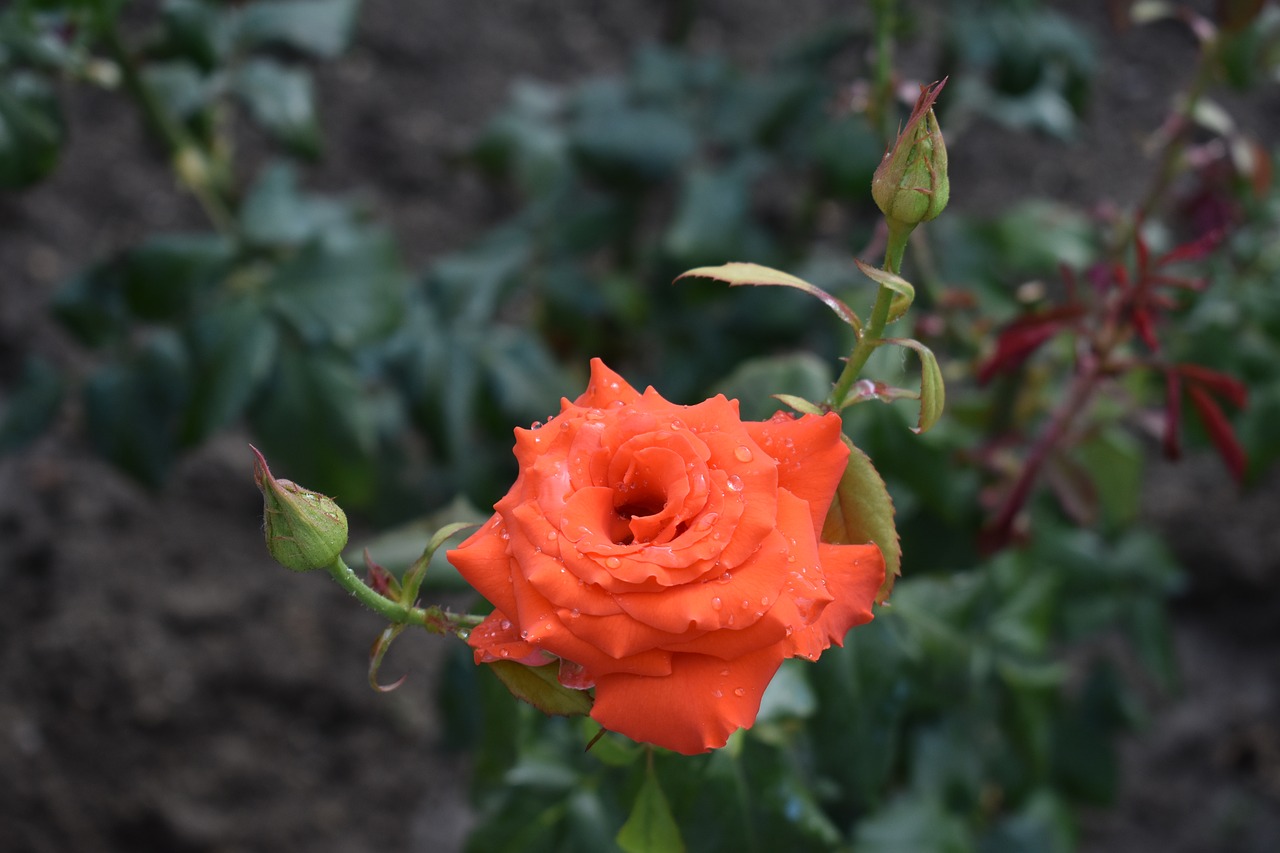 rose  red  flower free photo