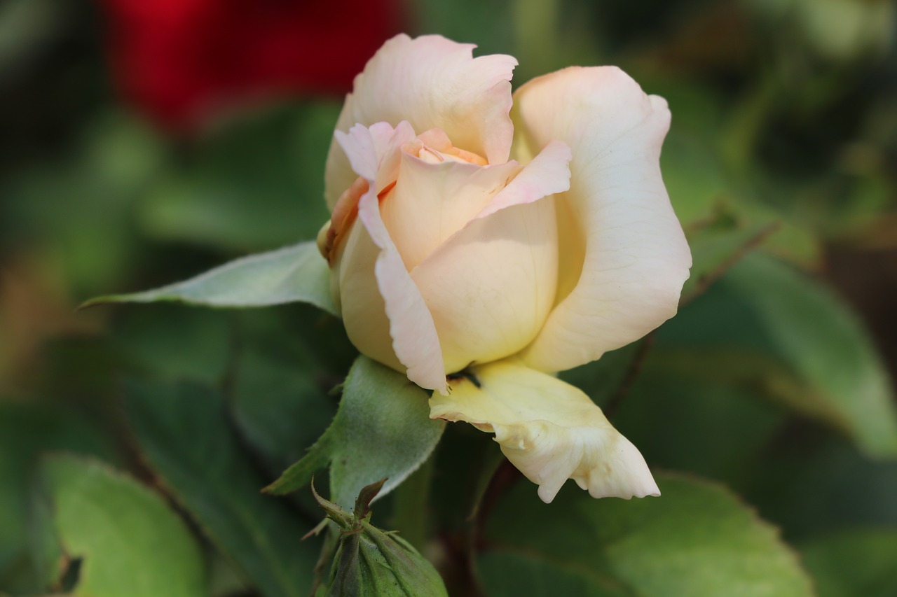 rose  flower  white free photo