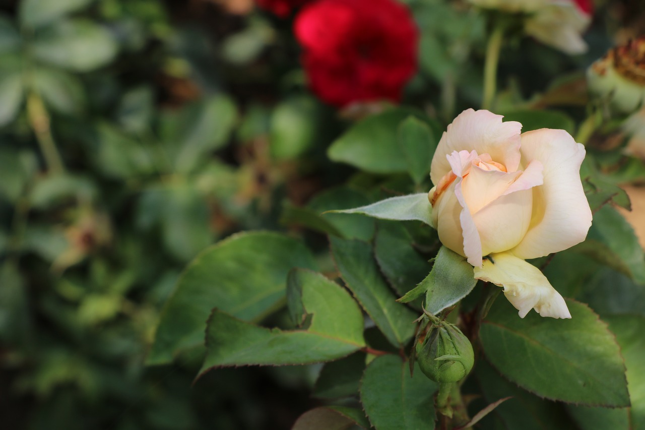 rose  flower  white free photo