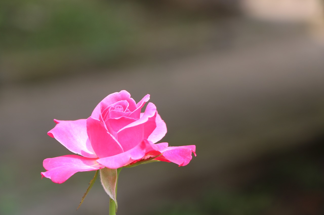 rose  flower  white free photo