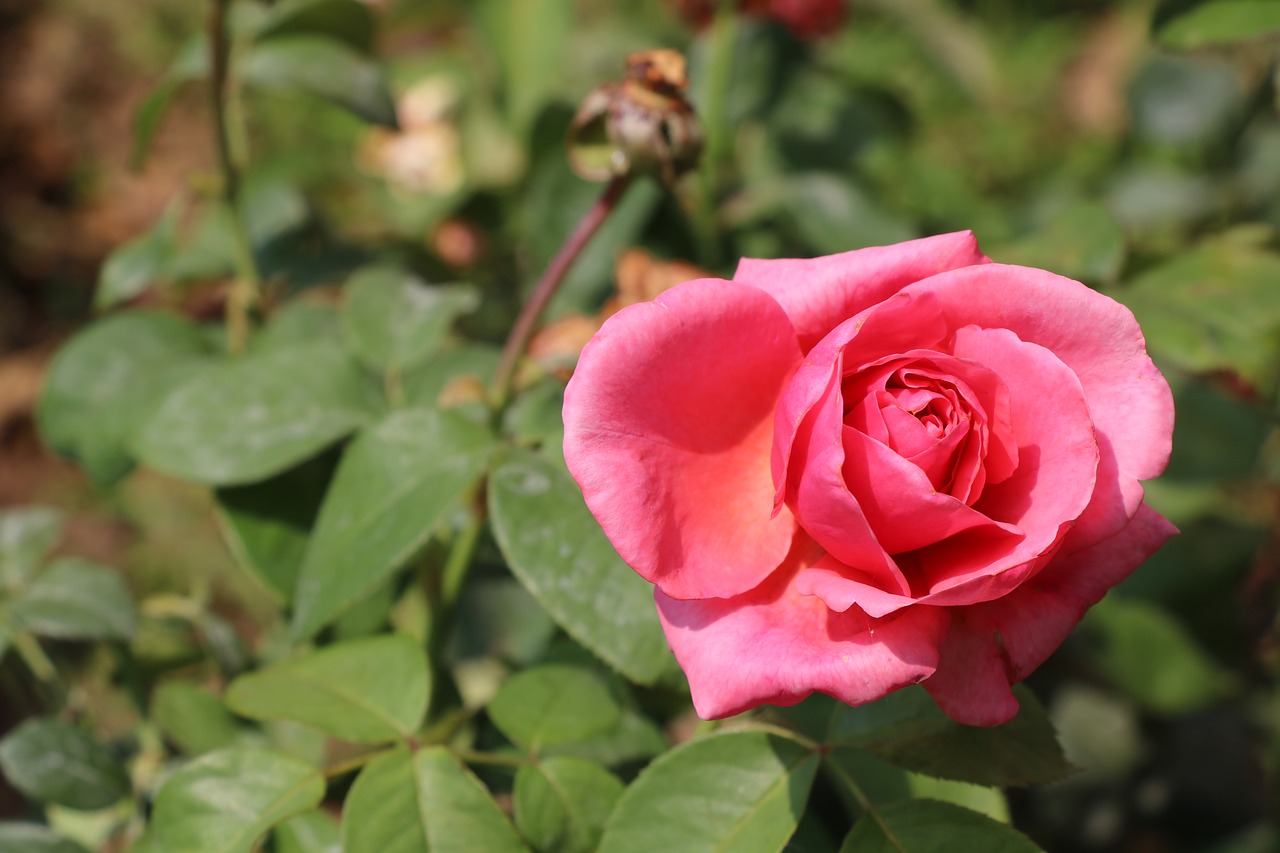 rose  flower  white free photo