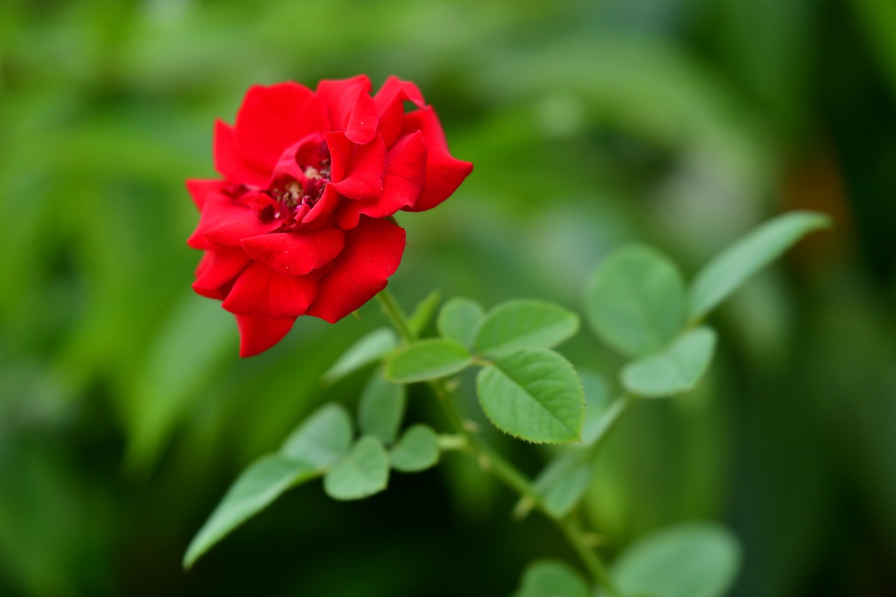 rose  red petal  red flower free photo