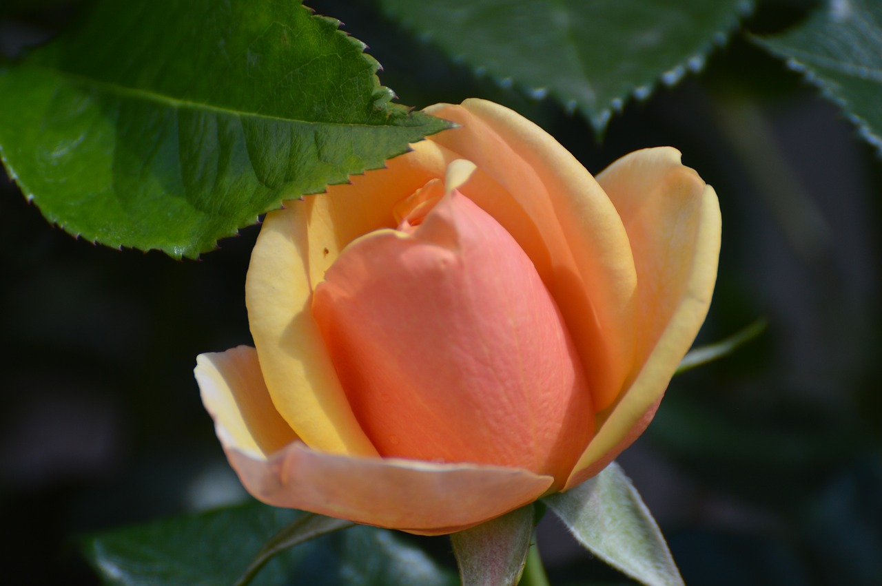 rose  flower  garden free photo