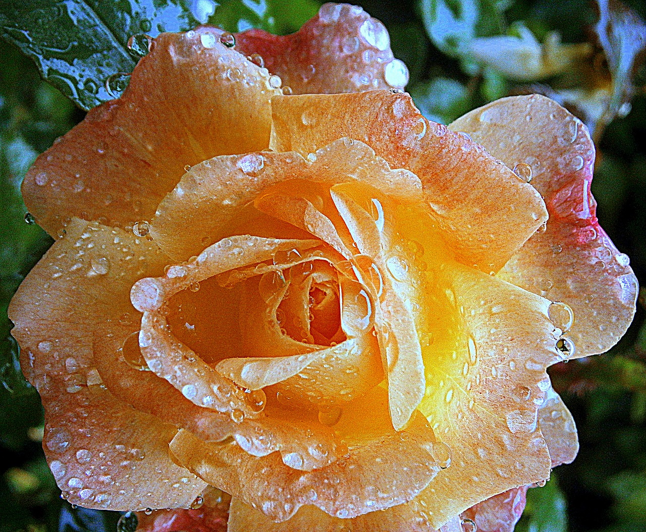 rose roses blossom free photo