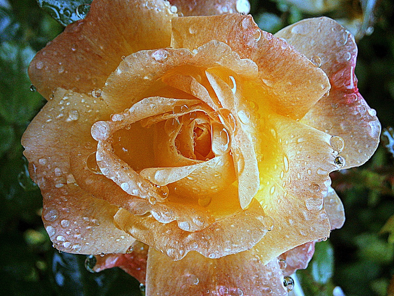 rose roses blossom free photo